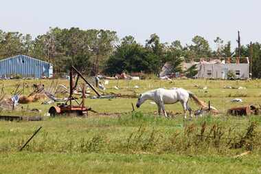 A horse feeds on grass overlooking the tornado damages, on Sunday, May 26, 2024, along W...