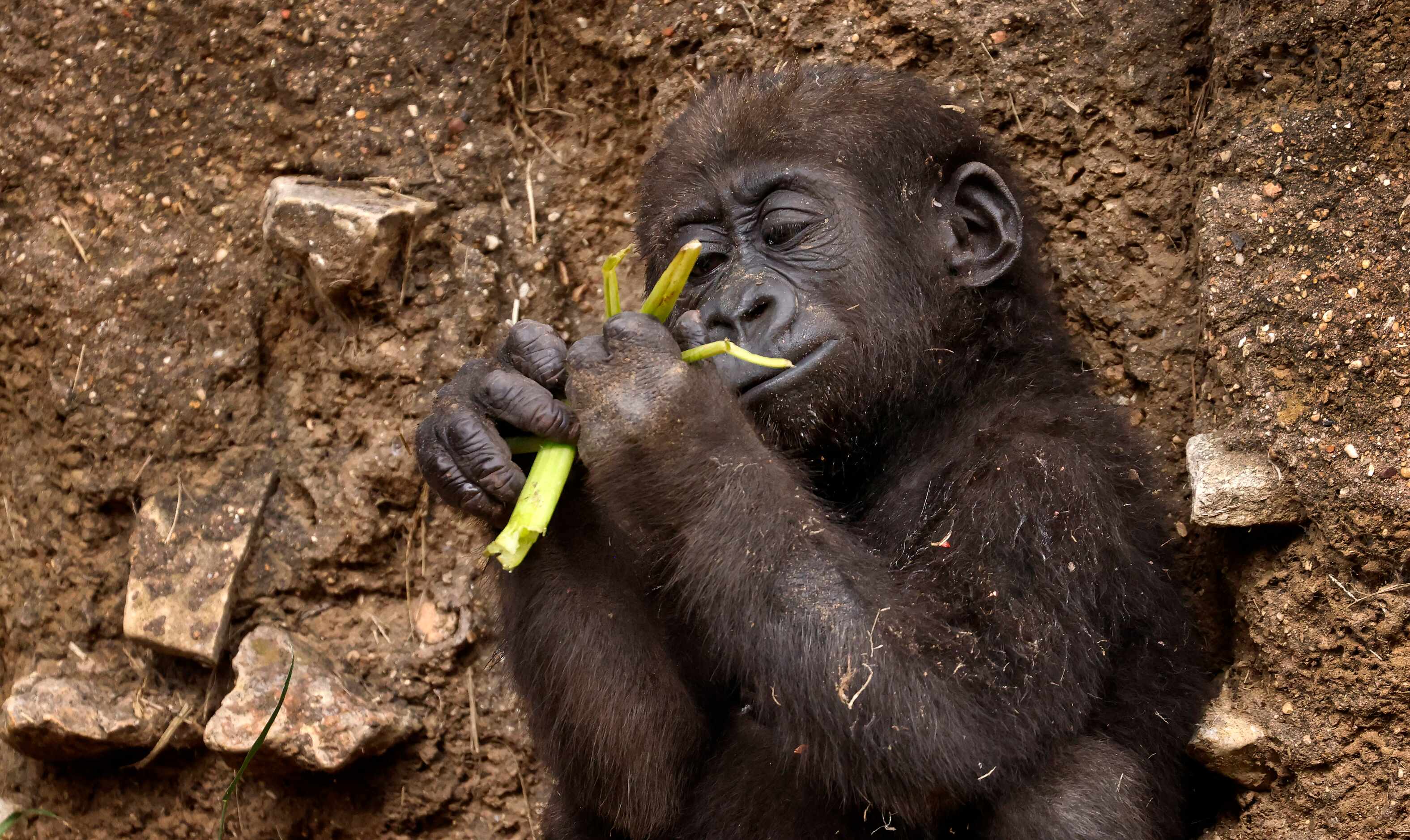 Bruno, a 7-month old Western Lowland Gorilla, chews on a piece of food found in his...