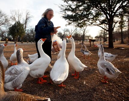 Anne Carlson of Dallas feeds the geese at White Rock Lake in Dallas in the late afternoon on...