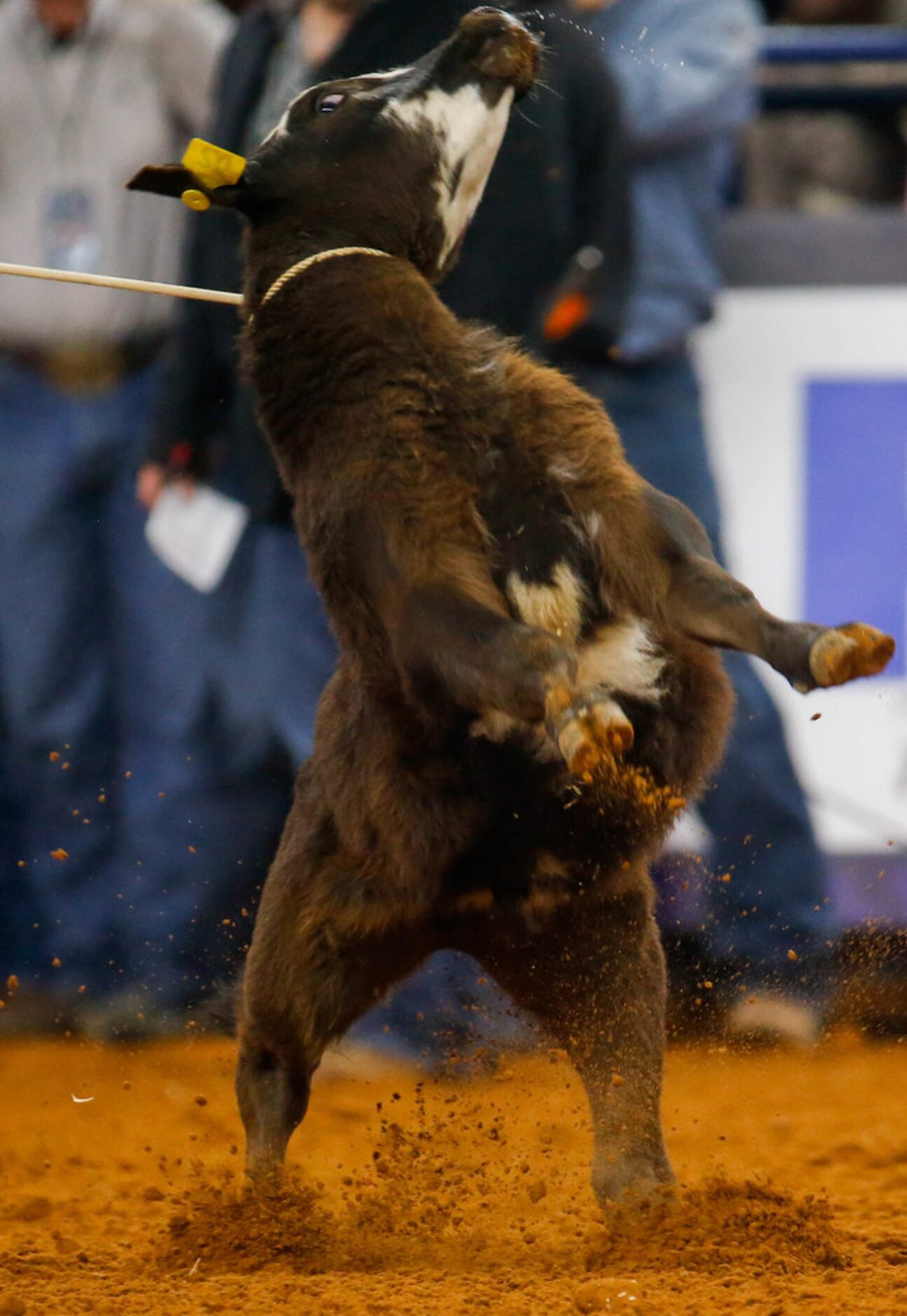 A calf during the tie-down roping competitio of RFD-TV's The American rodeo at AT&T Stadium...