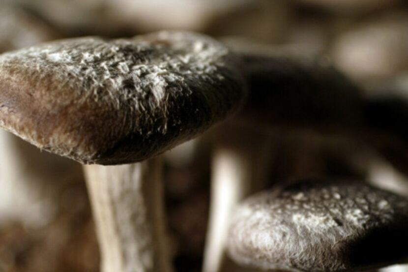 Shiitake mushrooms from Texas Organic Mushrooms in Denison, Texas.