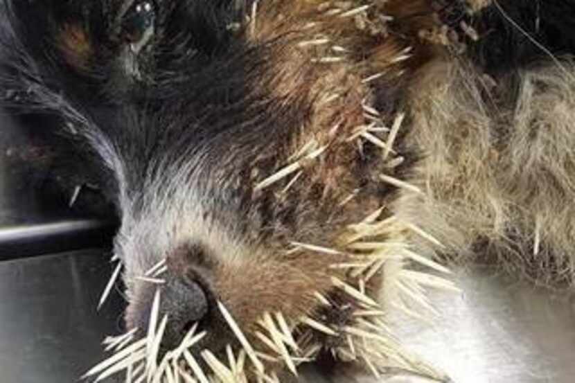 Quillen was found with more than 350 porcupine quills all over her body. (Humane Society of...