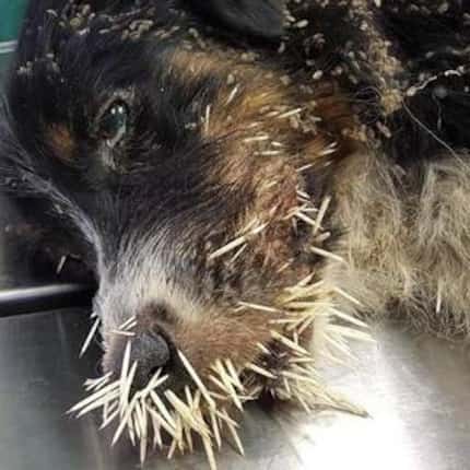 Quillen was found with more than 350 porcupine quills all over her body. (Humane Society of...