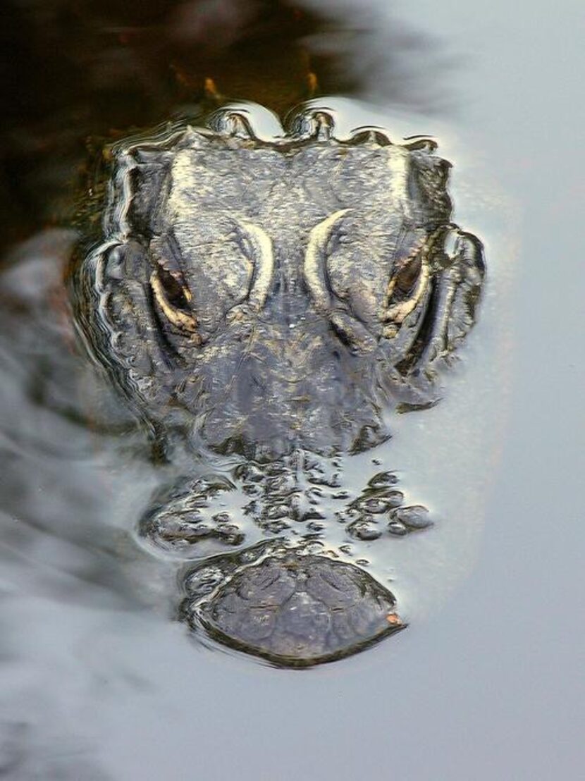 
As we search for reptile habitats in the murky tea-coloured waters in the Honey Island...