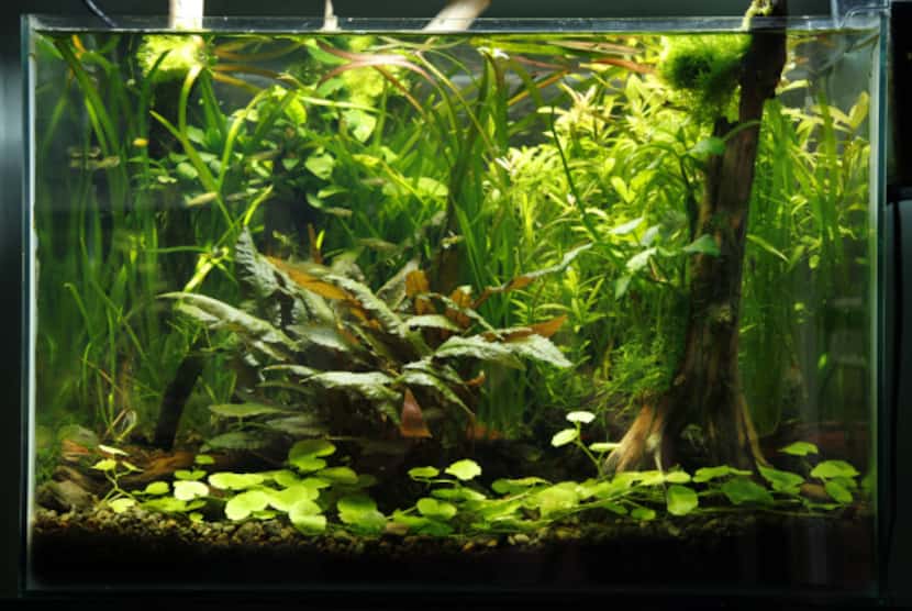 Michael Parkey's 20-gallon aquarium, his first try at a planted tank.