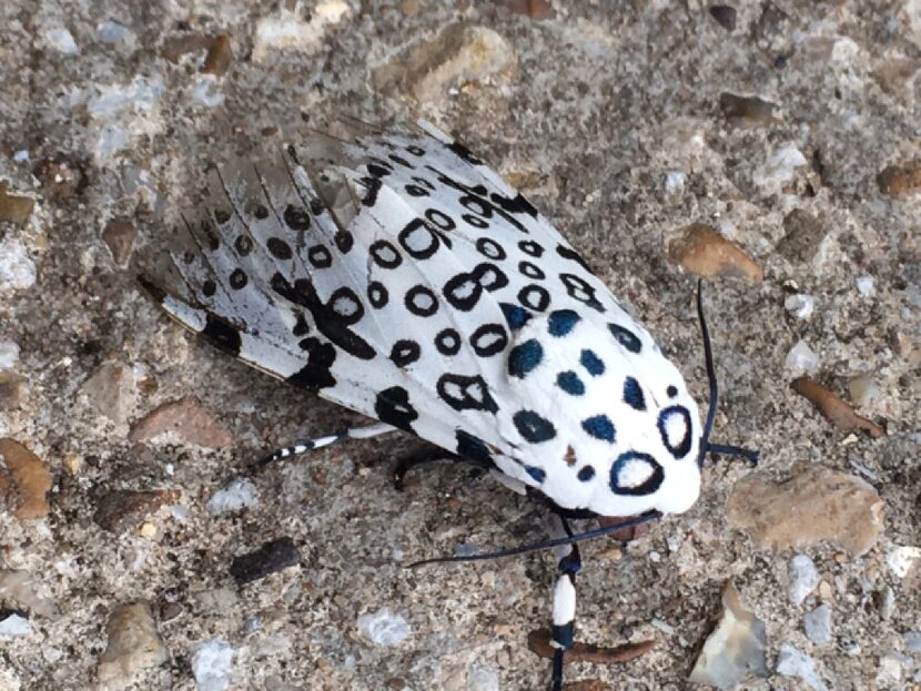 Giant Leopard Moth