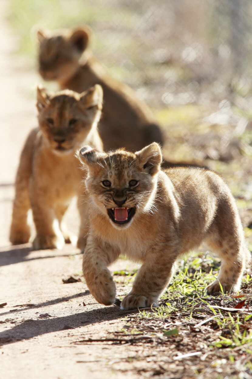 Three lion cubs explore their enclosure at Monarto Zoo on July 8, 2013 in Adelaide,...