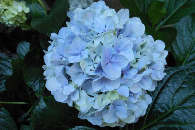So it's not all roses in the Pierce yard. AHydrangea macrophylla 'Big Daddy' blooms all summer.