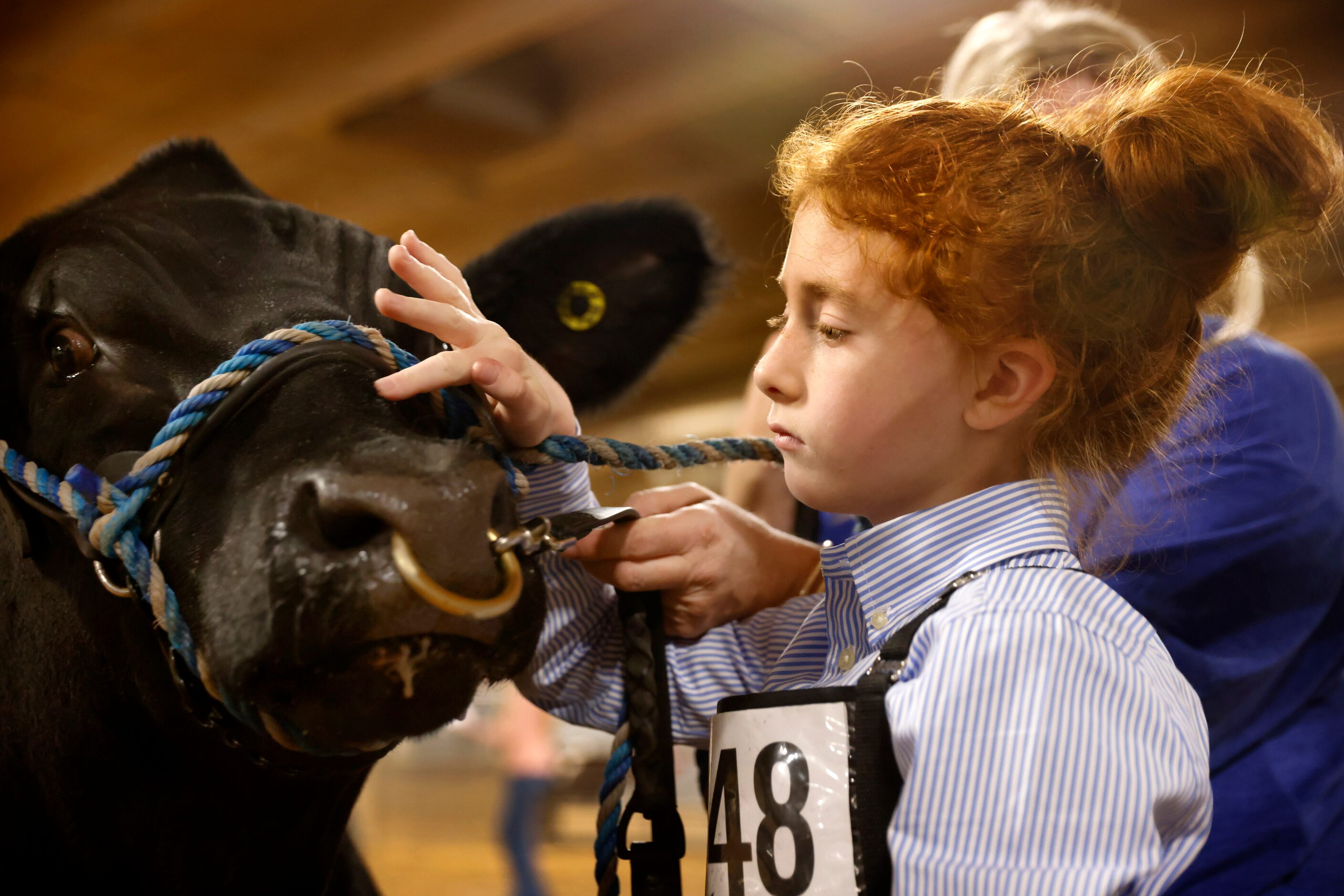 Serbin 4-H Club member Berkley Schatte of Giddings, Texas pets her American cross steer,...