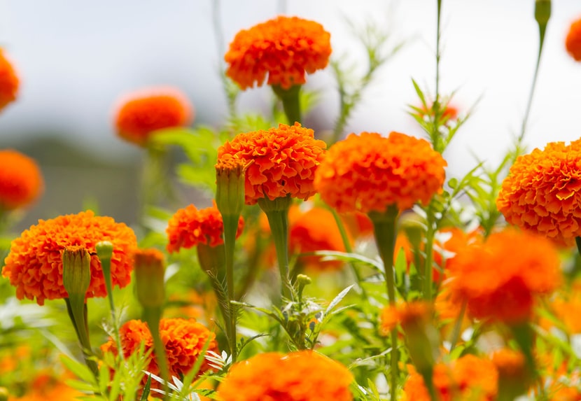 'Giant Orange' marigold flowers at Tin Cup Farm 