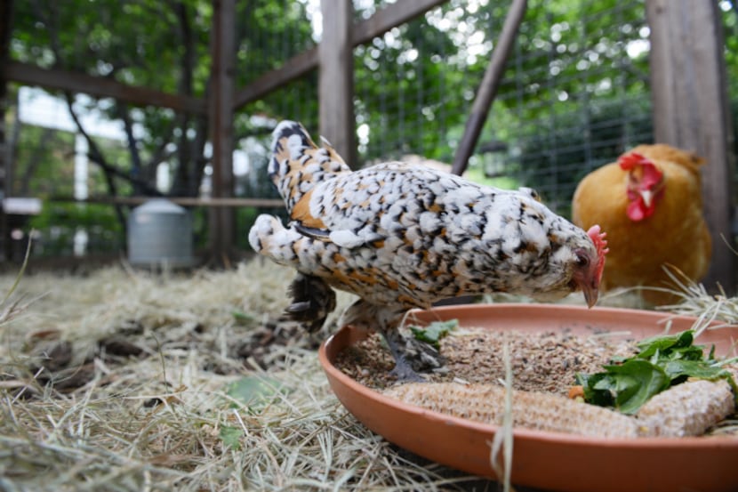 Gayla Russell's hens, Minnie and Lucy, are part of a habitat of animals that led to her...