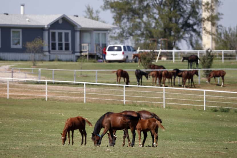 Horses seized by the IRS roam on land in Lexington, Okla. A federal indictment accuses...
