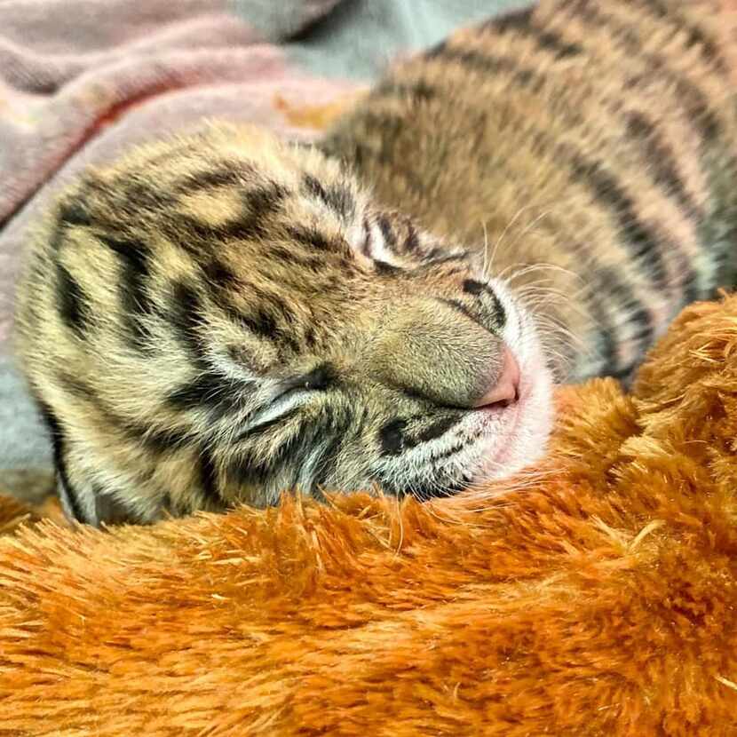 Zoo staff are bottle-feeding the new tigers after their mother proved unable to produce milk.