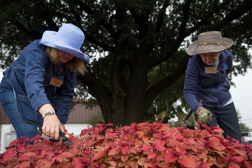 Master gardeners Ellen Schwab (left) and Sherrie Walker snip the flowers off of coleus...