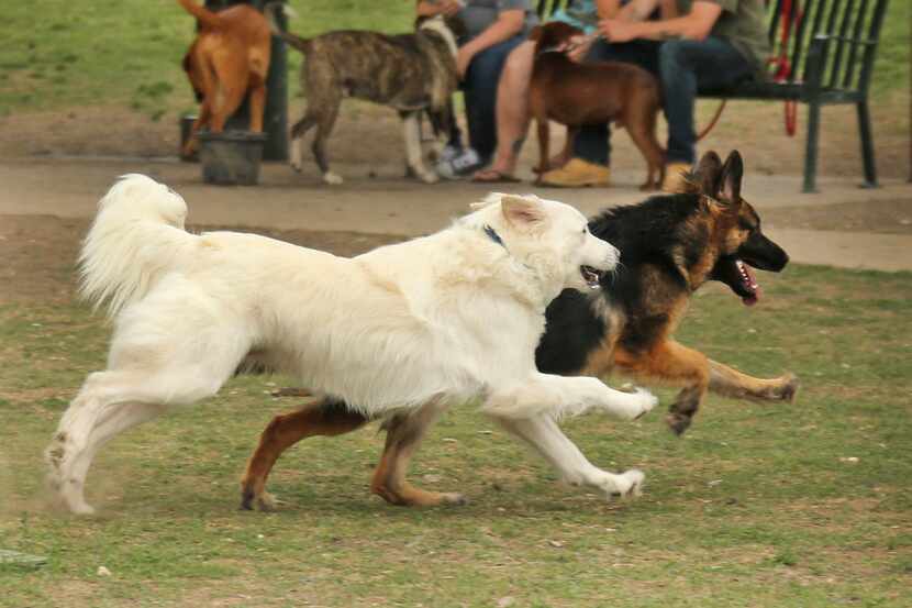 Dogs play at White Rock Lake dog park in Dallas. A new survey shows Irving as one of the top...