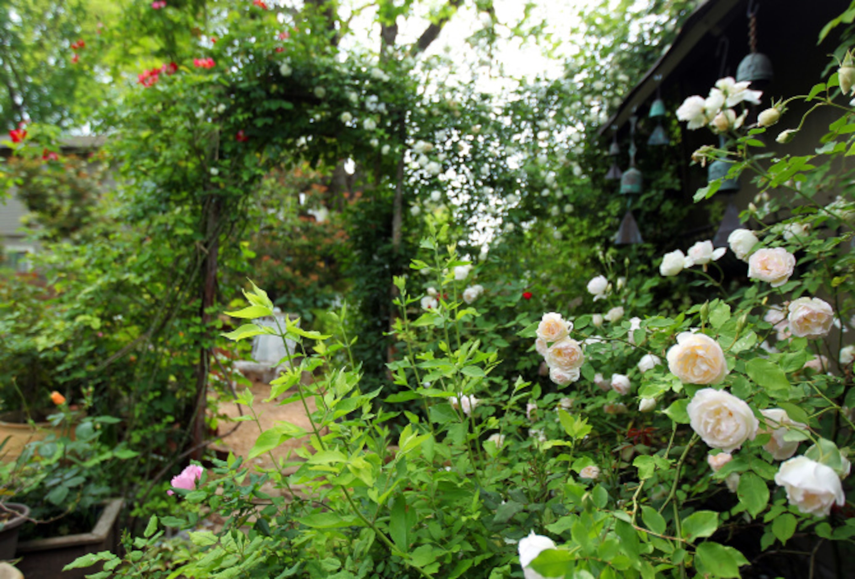 Mariana Greene tends more than three dozen roses in her home garden in the Swiss Avenue...