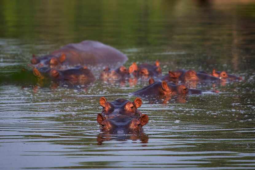 Hipopótamos bañándose en un lago del Parque Tamático Hacienda Nápoles en Puerto Triunfo,...