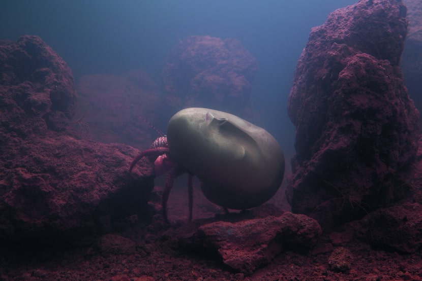 A live marine ecosystem, created by Nasher Prize winner Pierre Huyghe. 