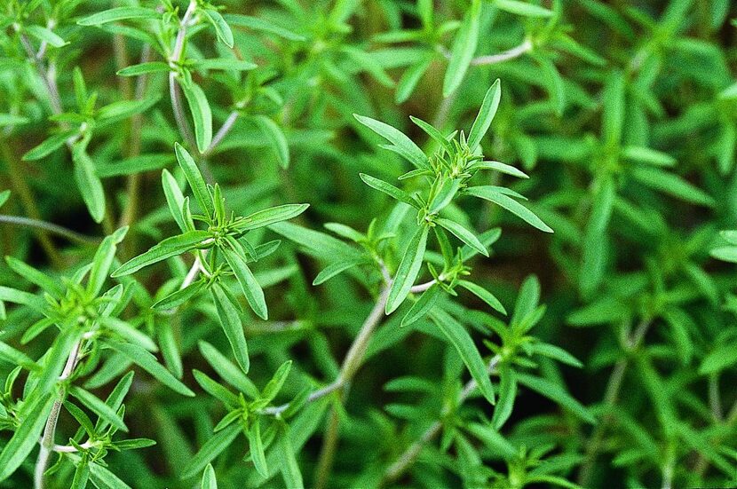 
In Texas, summer savory works as a cool-season annual.


