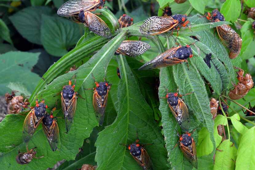 This spring, billions of cicadas from two separate broods will emerge at the same time for...