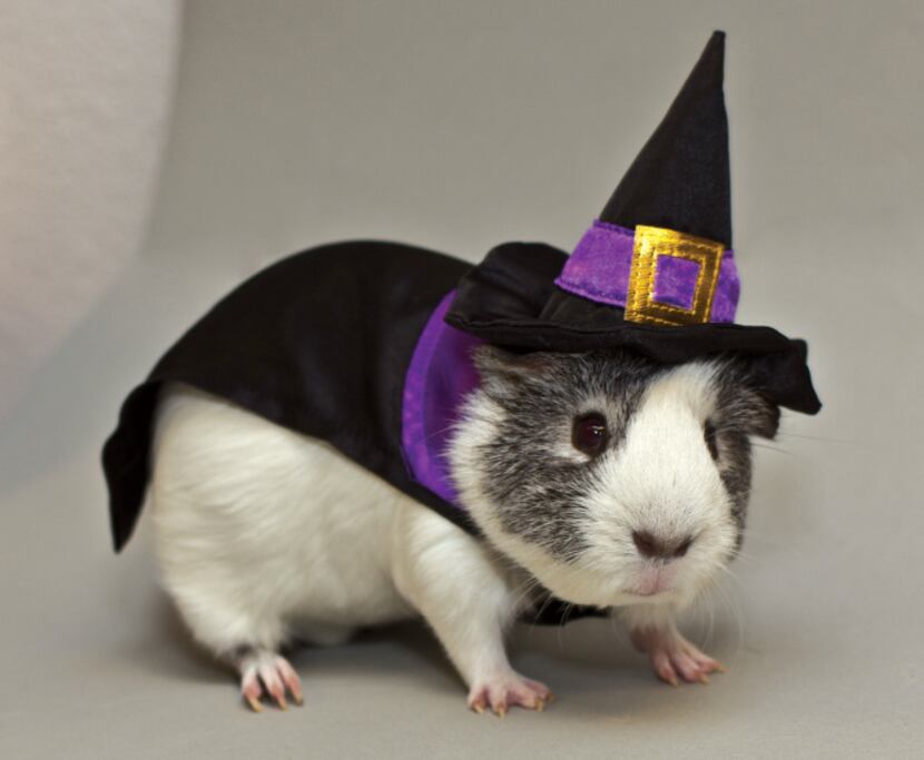 This year, even pet guinea pigs can get in the game. PetSmart’s All Living Things witch...