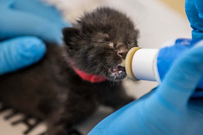 A kitten, barely over a week old, feeds from a bottle at the Dallas Animal Services shelter...