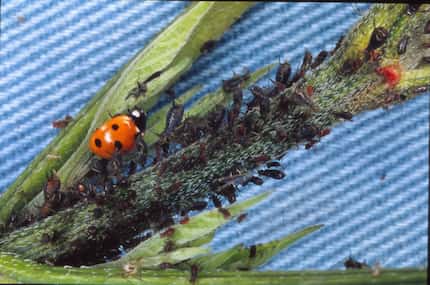 Ladybugs feed on harmful aphids.