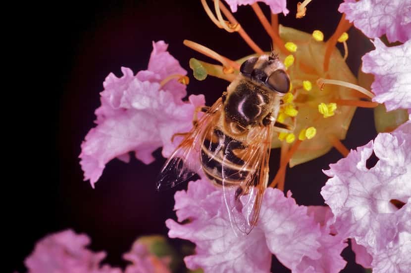 Beneficial insects like this hoverfly will be present and helping under the Natural Organic...