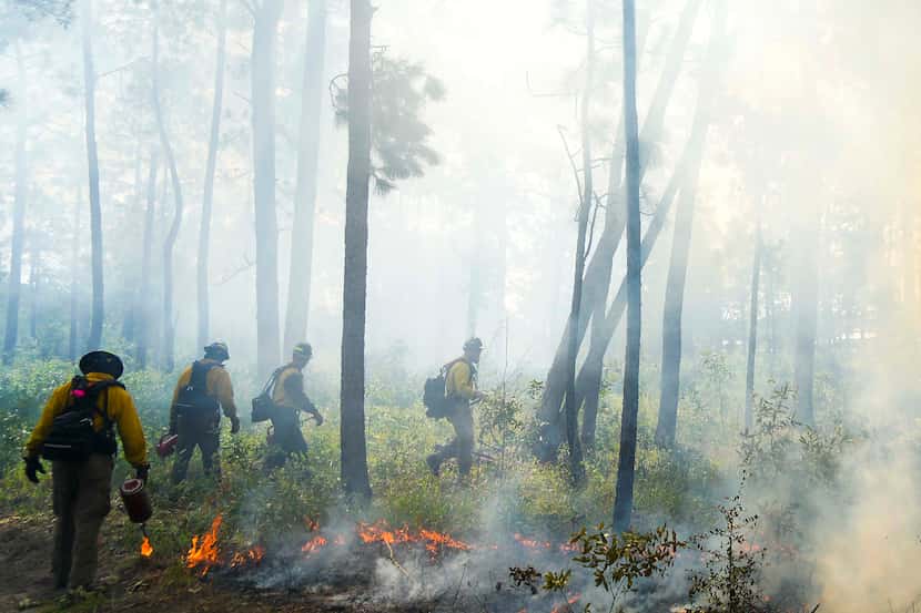 A team sets a line of fire during a prescribed burn at the Roy E. Larsen Sandyland Sanctuary...