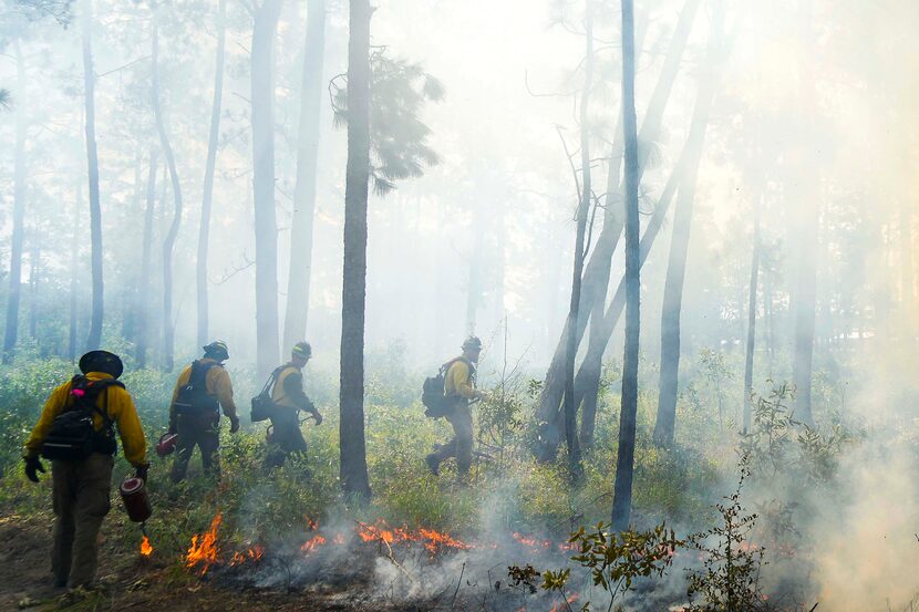 A team sets a line of fire during a prescribed burn at the Roy E. Larsen Sandyland Sanctuary...