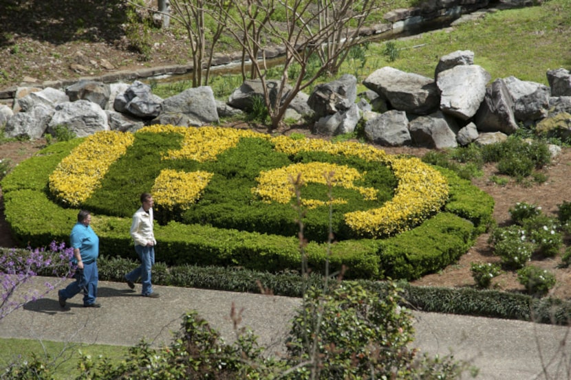 The green letters are part of a boxwood hedge and the yellow background is a viburnum. .