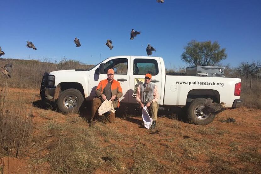 Researchers release quail that have been captured and banded at the Rolling Plains Quail...