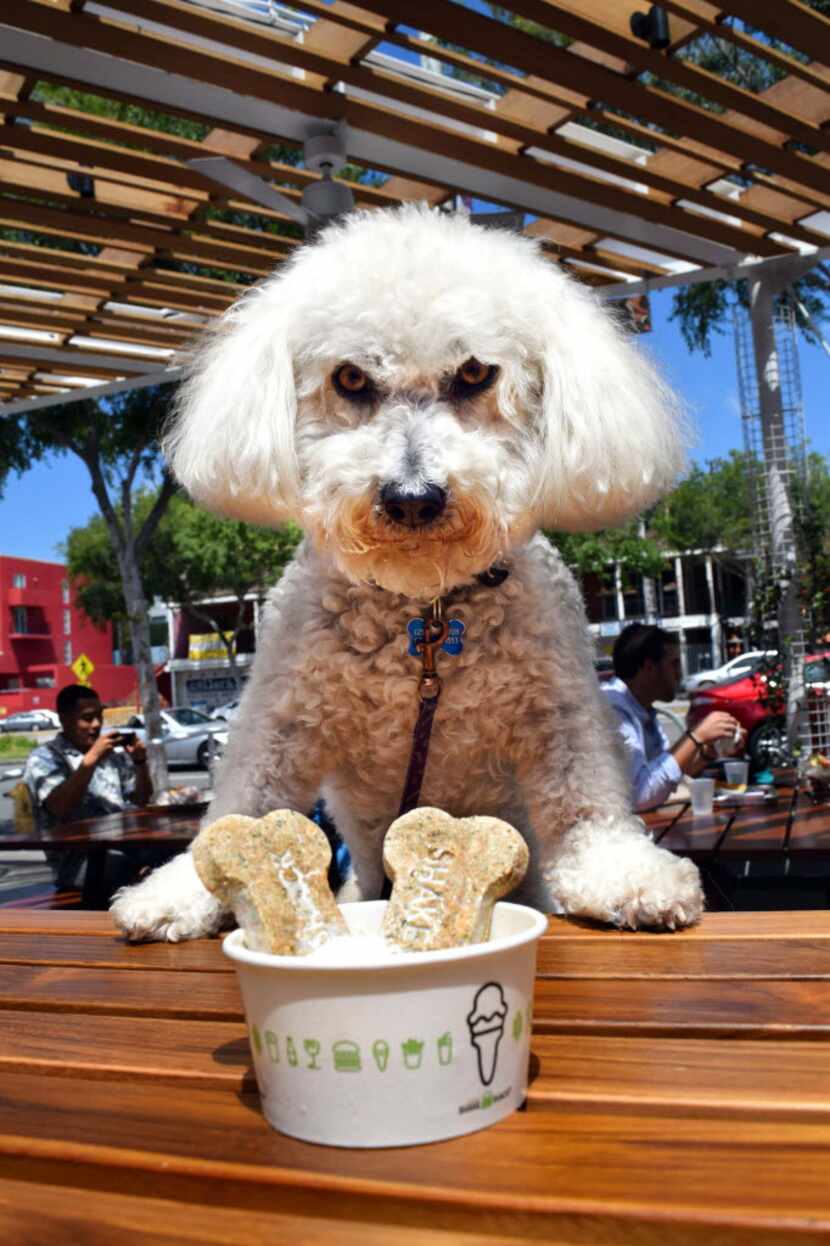 Benji gets ready to dig into his Pooch-ini sundae of frozen custard with dog biscuit topping...