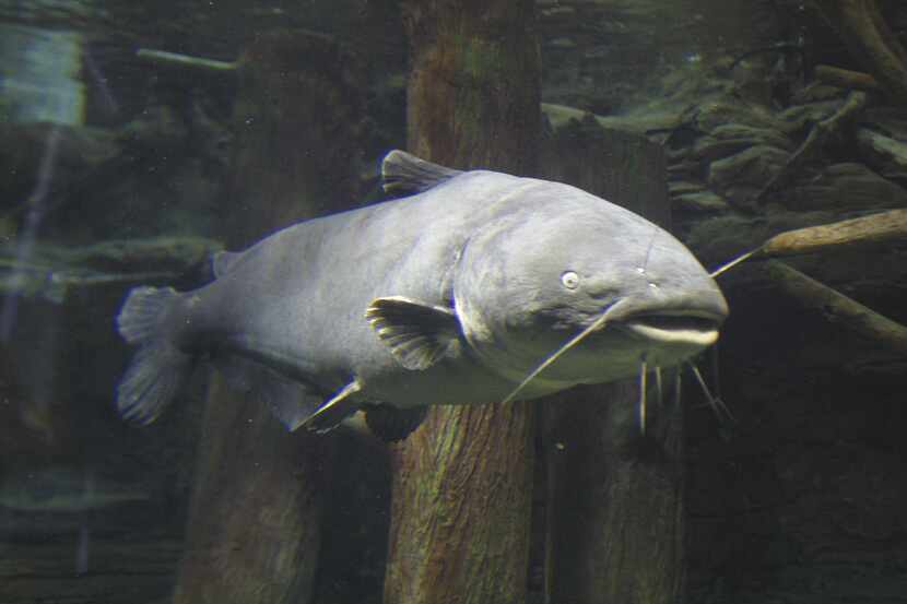 A blue catfish swims in an aquarium.