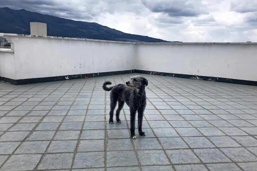 Fischer, a part Irish wolfhound, lives in north Quito, Ecuador, an affluent neighborhood...