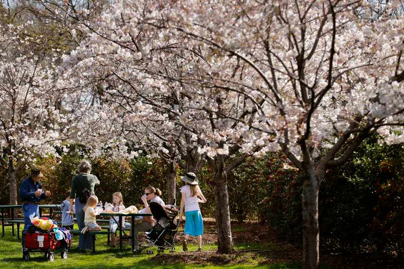 The Krajca family of Dallas enjoys a picnic below an array of pink and white cherry blossoms...