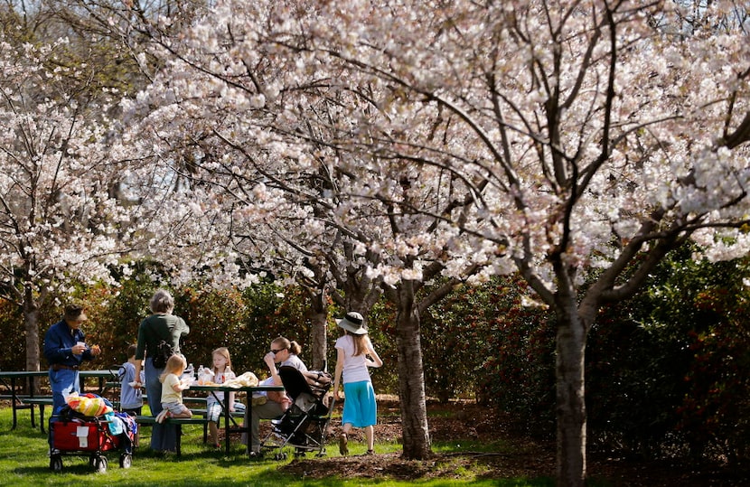 The Krajca family of Dallas enjoys a picnic below an array of pink and white cherry blossoms...