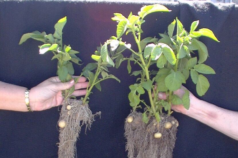 Root grow difference between healthy soil on right and not healthy soil on left.