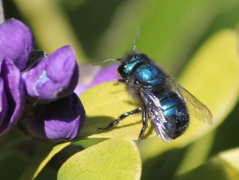 
Carol Clark, a master naturalist, became interested in native bees after the Texas Parks &...