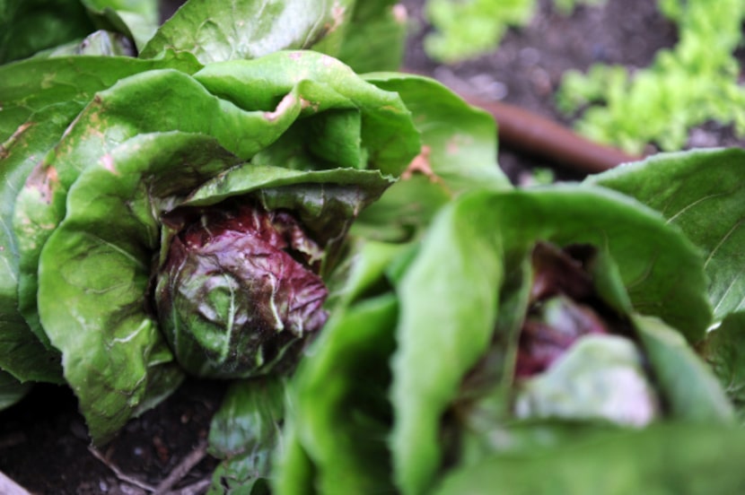 Radiccio grows in the backyard of Mark and Lisa Domiteaux at their home in Dallas, Monday,...