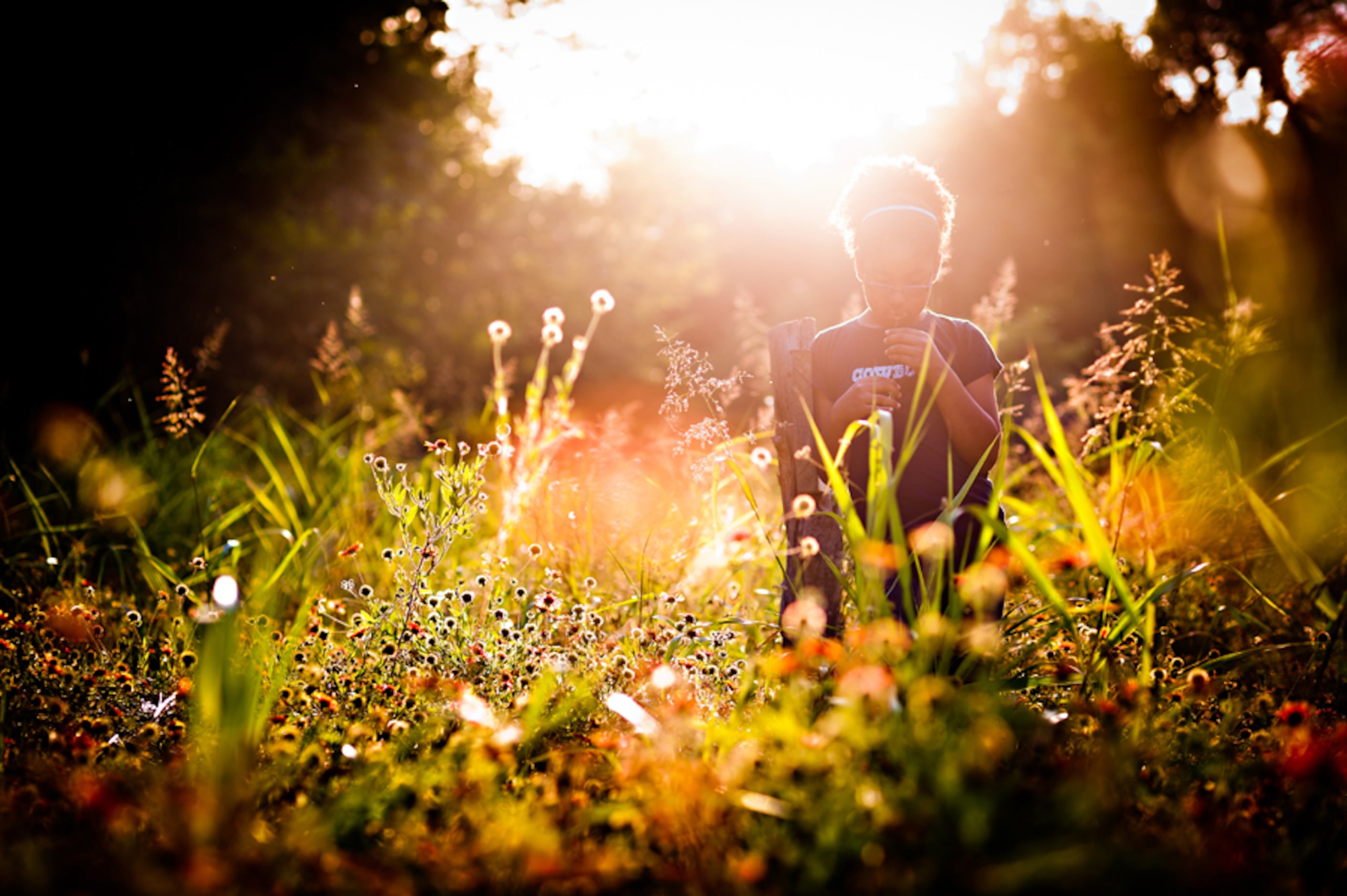 "Great Light, Great Field, Great Ant Bites!" combine for Noel Salazar's photo "Sun and Field."