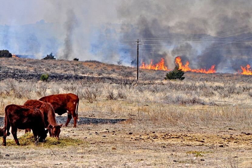 Cattle continue to graze as a wildfire burns through the area of Perryton, Texas in March,...