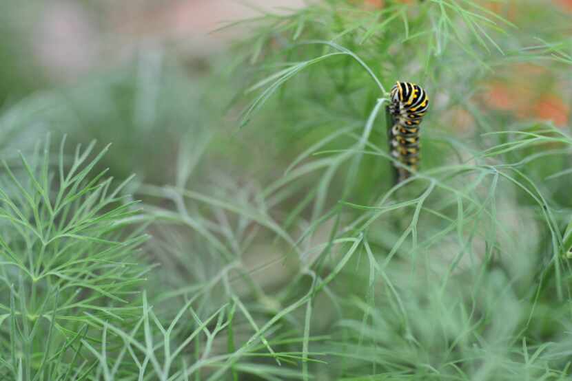 Greenery planted at the butterfly garden provides the perfect hang-out spot for caterpillars.