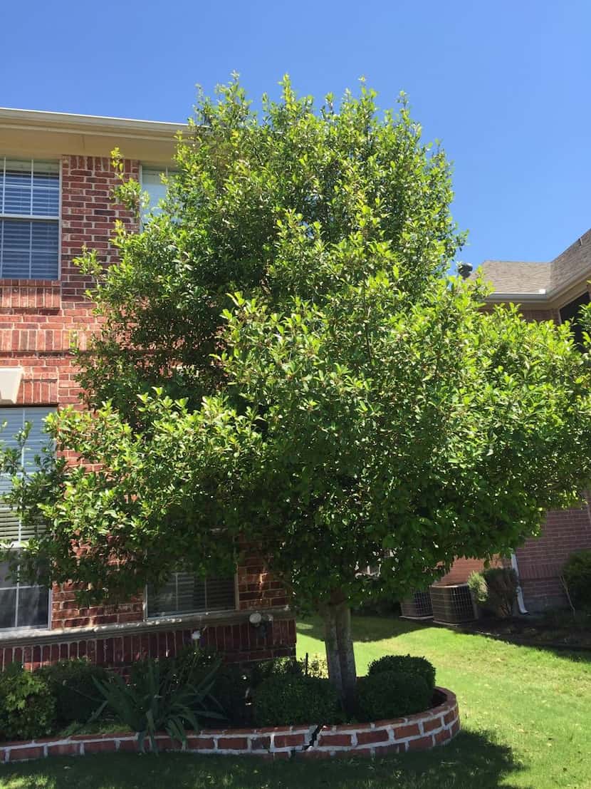 Three tree  companies offered different recommendations for this beautiful East Palatka...