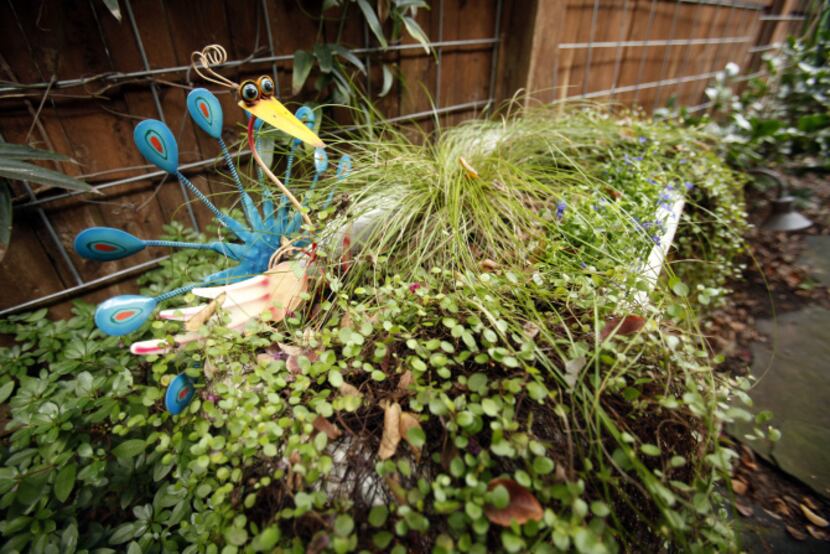 Small tub filled with plants and a colorful peacock in the backyard of Suzy and Rob Renz's...