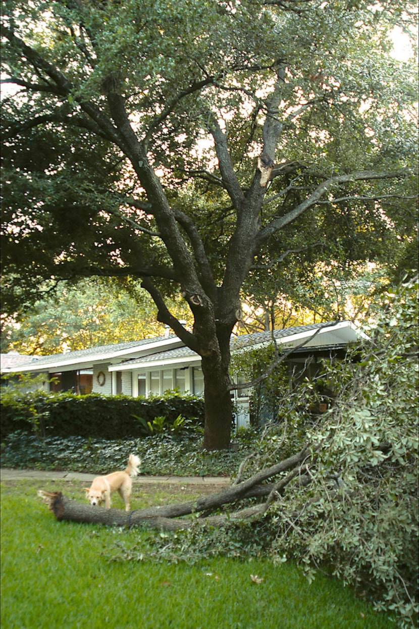 An example of sudden branch drop, where trees lose large limbs with little warning or clues...