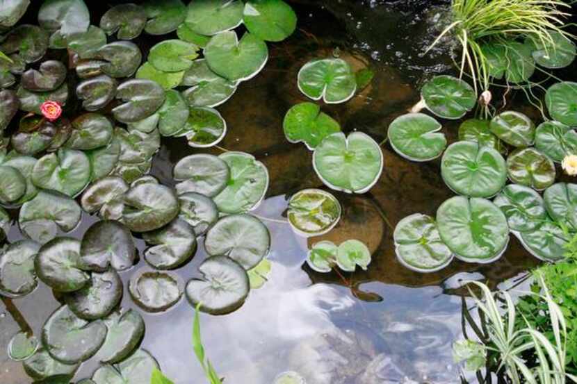 
Check out the lily pads and the 32 ponds on the North Texas Water Garden Society’s tour...