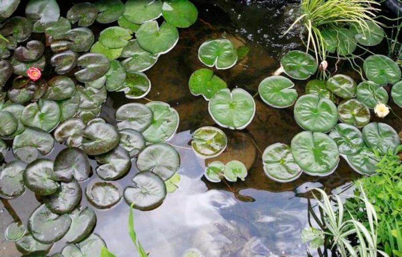 
Check out the lily pads and the 32 ponds on the North Texas Water Garden Society’s tour...