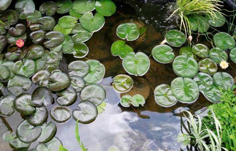 
Check out the lily pads and the 32 ponds on the North Texas Water Garden Society’s tour...