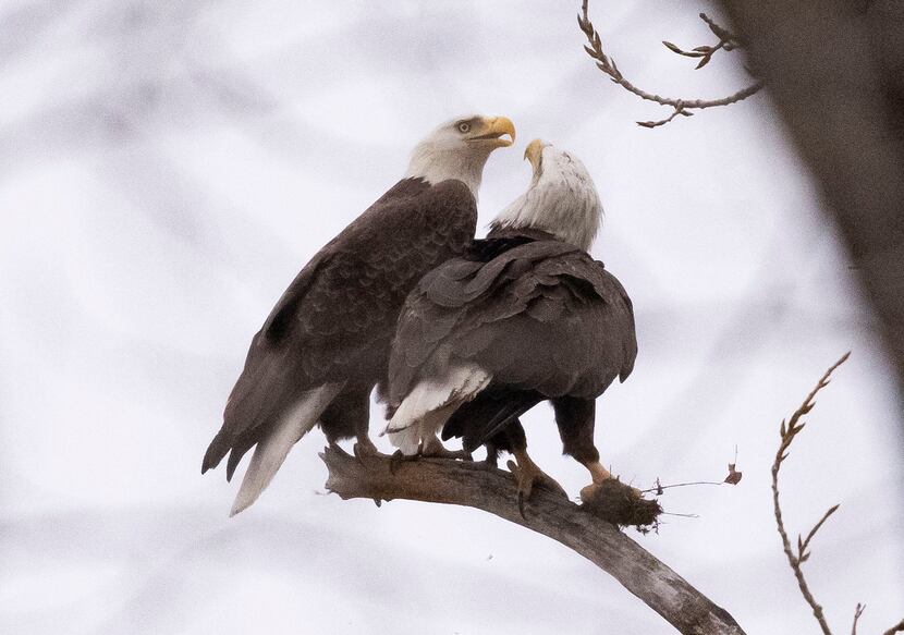 A bald eagle sits with its partner while clutching a clump of dirt at White Rock Lake on...